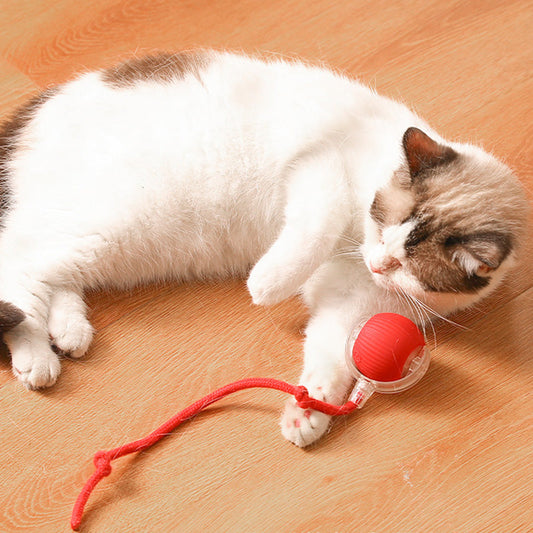 😽🔥 Automatisch rollender intelligenter Haustierball